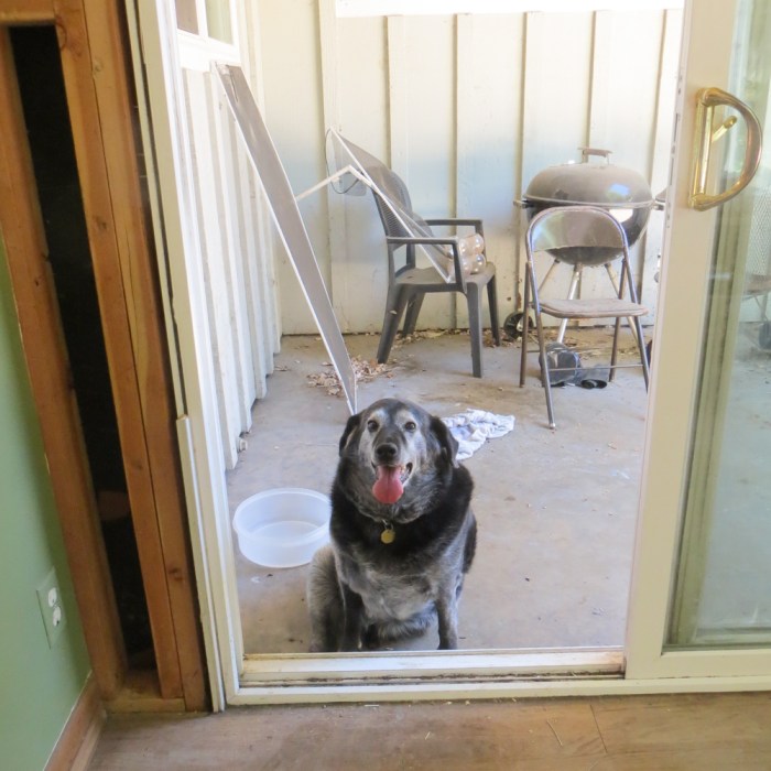 Obie T. Dogg, sitting in the areas that will soon be inside the house.