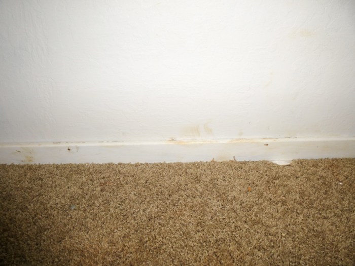 Baseboard pried away from wall for some reason