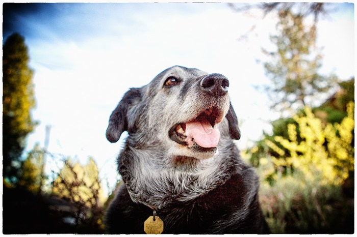 Obie T. Super-dogg photo