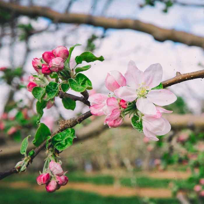Apple Hill Apple Blossoms