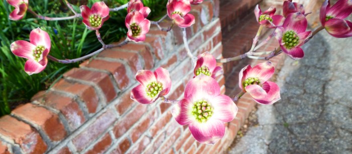 My neighbor's dogwood