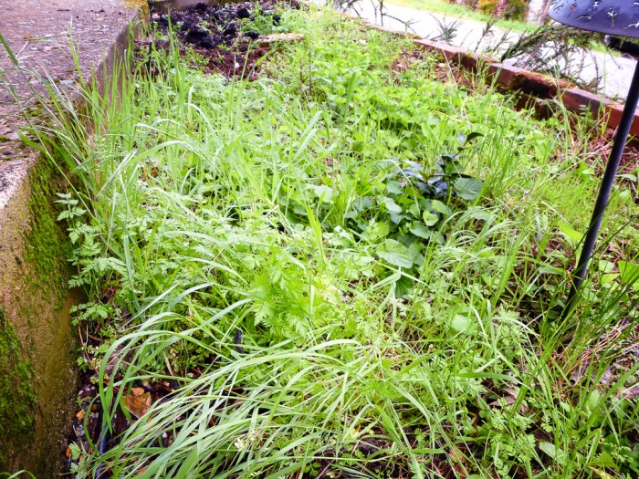 Weed filled planter in front of house