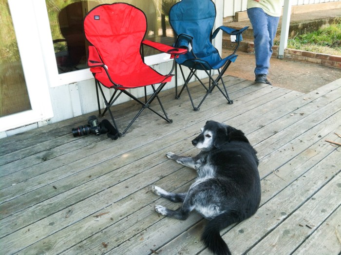 Obie T. Dogg in front of our temporary deck chairs