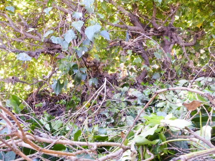 20140407-P1070315-web