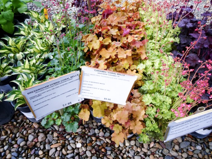 20140411-P1070356-Edit-web