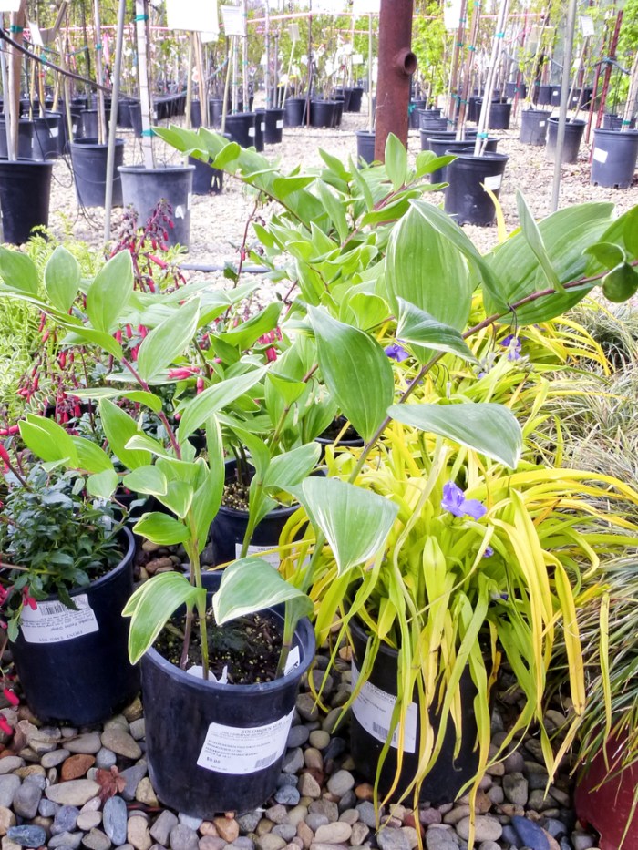 20140411-P1070358-Edit-web