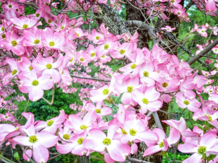 20140411-P1070368-Edit-web