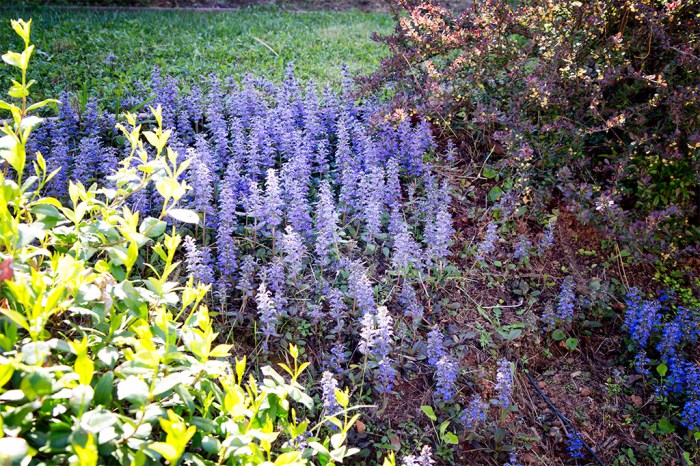 Ajuga growing in the front yard