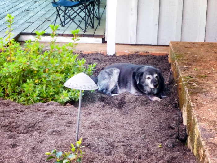 Obie enjoys the new dirt in the planter