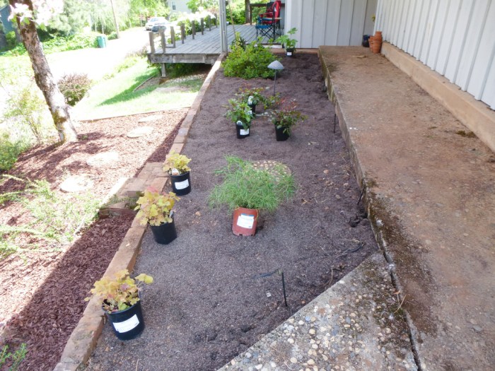 New plants for front yard planter