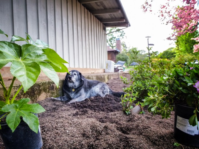 Obie watching me plant the plants