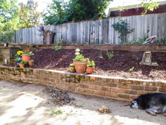 After mulch:  100 times better.