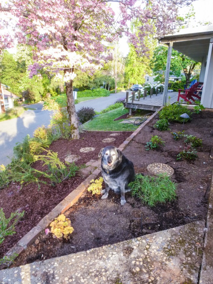Obie taking credit for the finished planter